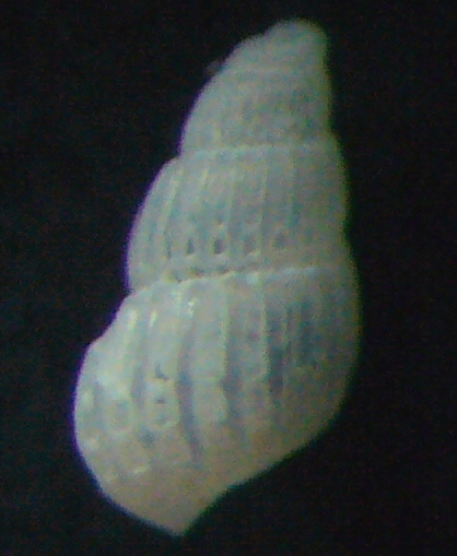 Chrysallida dolfusi?